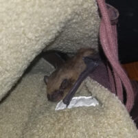 Bat Issues and Problems in Georgetown Kentucky