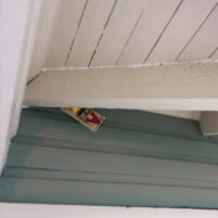 Rats and Mice Issues in Georgetown Kentucky