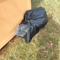 Skunk Issues in Georgetown Kentucky