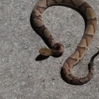 Snake Issues in Georgetown Kentucky