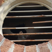 Pest Squirrel Problems in Georgetown Kentucky