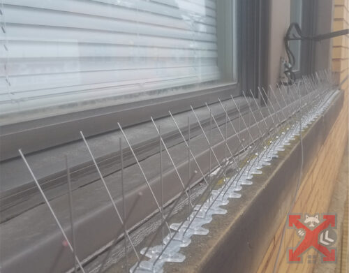 Bird Spikes for Exclusion