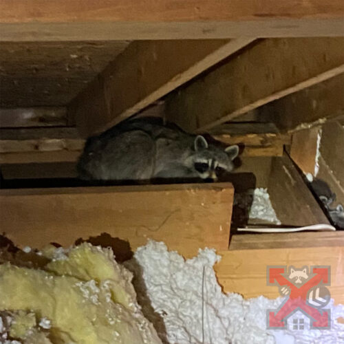 Raccoon in Crawlspace